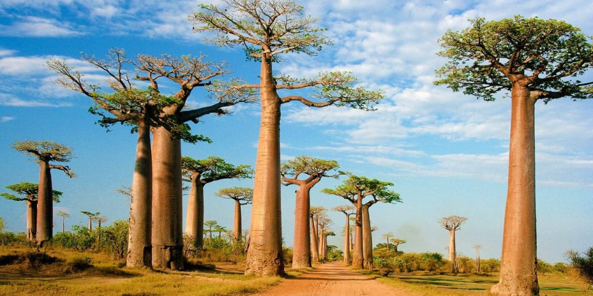 BAOBAB-1536x864
